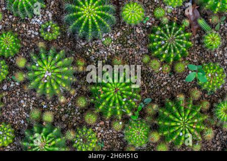 Top view potted round shape Cactus Plants, fill the frame with many small cactus. Stock Photo