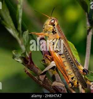 Red-legged Grasshopper (Melanoplus femurrubrum) macro, at rest in the afternoon summer sun. Stock Photo