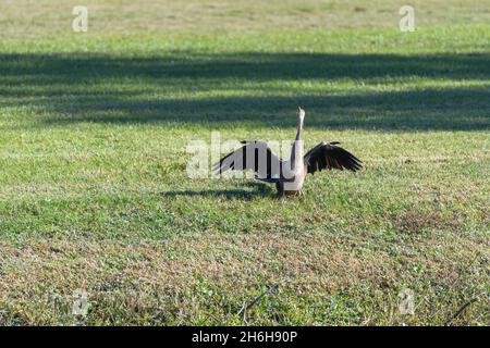 Anhinga sunning itself at the edge of a golf course in New Orleans City Park Stock Photo