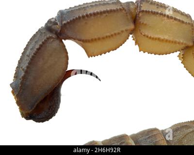 Close-up of the tail and stinger of a  a highly venomous fat tail scorpion (Androctonus australis). A tiny drop of venom has been secreted from the bu Stock Photo