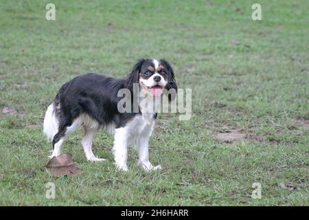 Portrait of Cocker Spaniel puppy standing on grass. Copy space. Stock Photo