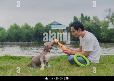 Man playing with Amrican bully puppy dog Stock Photo