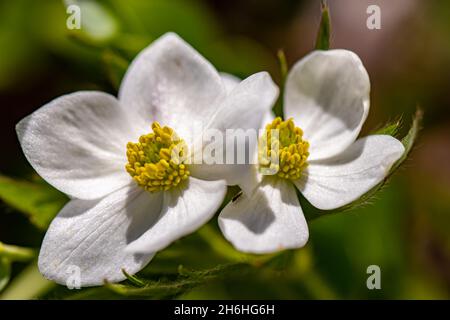 Anemonastrum narcissiflorum flower in mountains Stock Photo