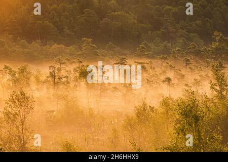 Trees on bog at misty sunrise Stock Photo
