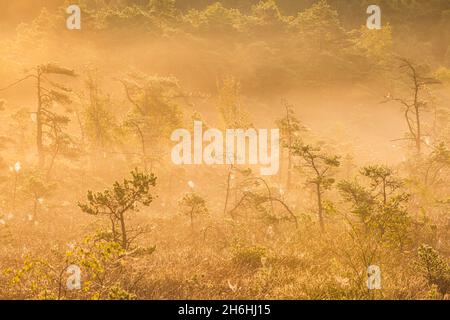 Trees on bog at misty sunrise Stock Photo