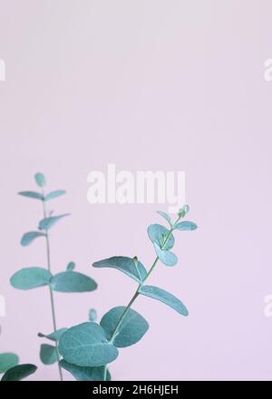 Eucalyptus leaves close-up on a lavender background with copy space Stock Photo