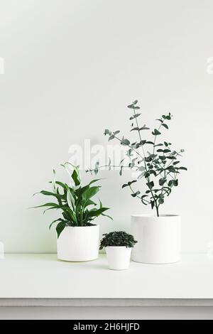 Spathiphyllum, Callisia and Eucalyptus gunnii young home plants in white pots on a light background, minimalistic home decor concept Stock Photo