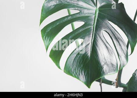 A leaf of Monstera deliciosa or Swiss cheese plant close-up on the light background, minimalism and urban jungle concept Stock Photo