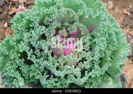 Green cabbage is growing in rustic farm. Organic cabbage in farming and harvesting. Open ground flat bed into the garden. Top view. Stock Photo