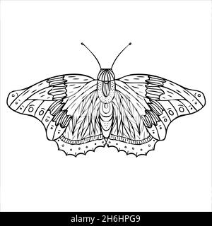 Night butterfly, moths. Hand drawn vector illustration.  Stock Vector