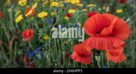 A close up of a red poppy in a wild flower meadow at Creaton in the Northamptonshire countryside. Stock Photo