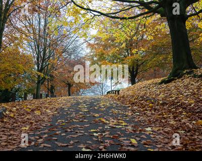 Yellow and orange autumn leaves in Alexandra Park, Bath. Somerset Stock Photo