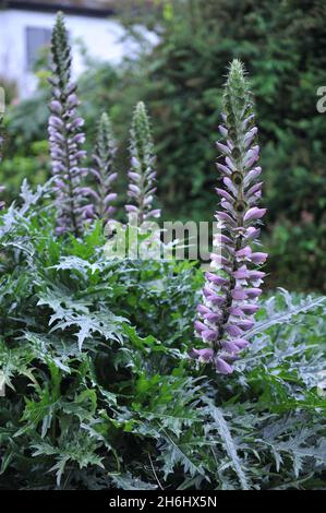Spiny bear's breech (Acanthus spinosus) blooms in a garden in September