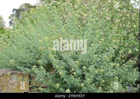 Achillea chamaemelifolia blooms in a stone garden in May Stock Photo