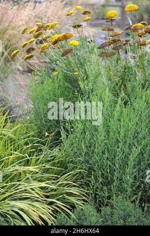 Yellow yarrow (Achillea filipendulina) Gold Plate blooms in a garden in September Stock Photo