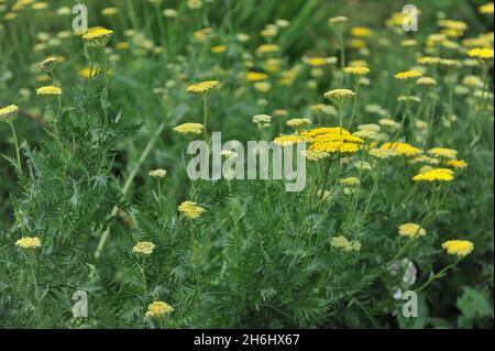 Yellow yarrow (Achillea filipendulina) Gold Plate blooms in a garden in June Stock Photo