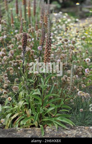 Small-flowered foxglove (Digitalis parviflora) blooms in a garden in June Stock Photo
