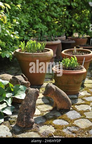 Terra cotta garden decoration on a pavement in May: three piglets statues and Hosta plants in large pots Stock Photo