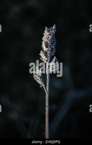The dry grass in the field was covered with frost Stock Photo