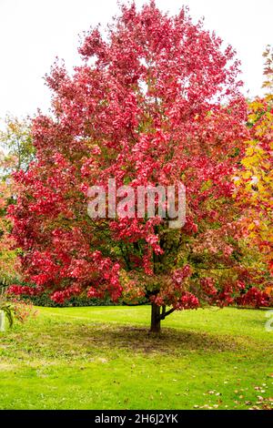 Acer rubrum 'October Glory' in autumn colors Stock Photo