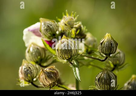 The showy seed pods of annual plant Hibiscus cannabinus Stock Photo