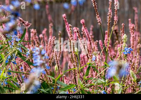 The seed heads of Echinacea Stock Photo