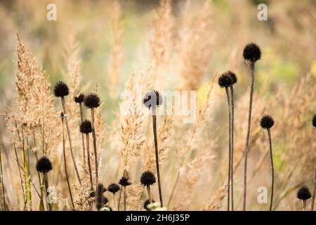 The seed heads of echinacea Stock Photo