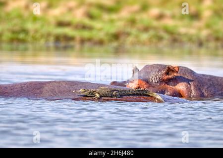 Baby Nile crocodile (crocodylus niloticus) sitting on hippo. Lower Zambezi National Park, Zambia Stock Photo