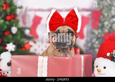 French Bulldog dog in Christmas gift box between many boxes next to Christmas tree Stock Photo