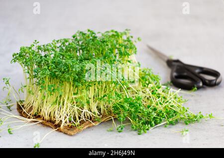 Young cress plants on a grey background and lying scissors, microgreens as part of healthy eating concept. Cutting some sprouts to use in salad. Stock Photo