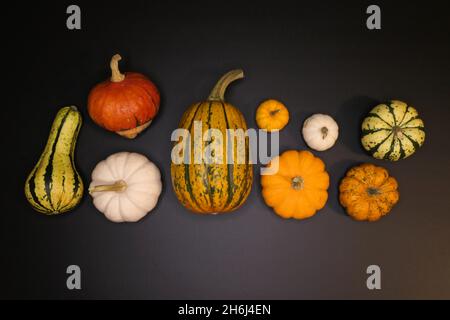 Colorful pumpkins and squashes on black background. Stock Photo