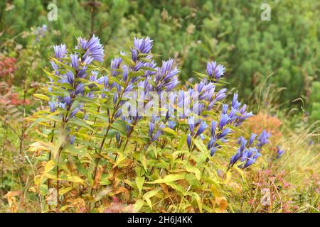 The willow gentian flowers, Gentiana asclepiadea in Tatra mountains, Poland. Stock Photo