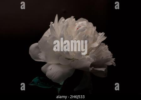 Beautiful single white Peony against a black background. Floral spring seasonal wallpaper. Close up softfocused peony. Stock Photo