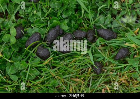 Rabbit dropping on grass. Stock Photo