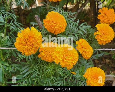 Closeup shot of beautiful yellow Marigolds in the garden Stock Photo