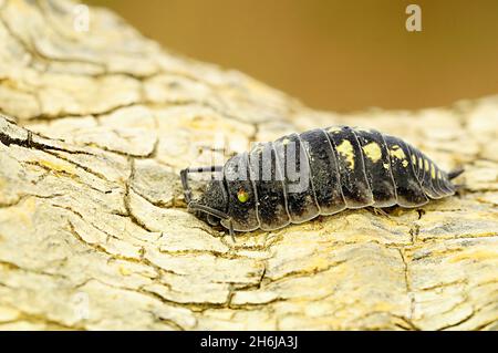 Invertebrates in their natural environment. Macro photography. Stock Photo