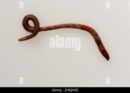 Invertebrates in their natural environment. Macro photography. Stock Photo