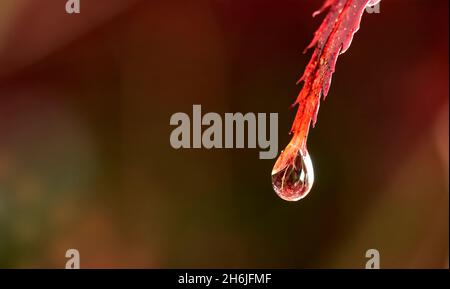 Abstract impression image of Water drops on the tip of the red leaf of a Japanese maple tree Stock Photo