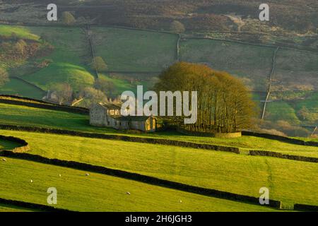 Beautiful scenic hilly farmland (sunlit hill & hillsides, group of hilltop trees, isolated farm buildings, uplands) - Yorkshire Dales, England, UK. Stock Photo