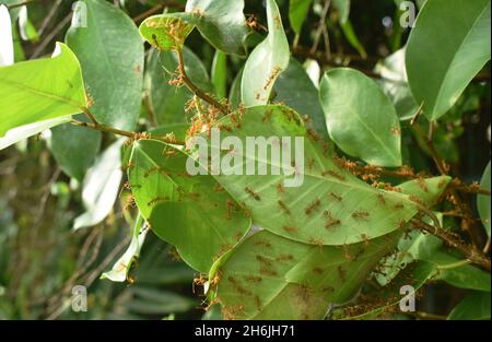 red ant climbing on nest in leaf on garden Stock Photo