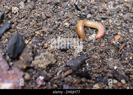 Close up of earthworm on wet soil with some small pieces of coal and stones. Stock Photo