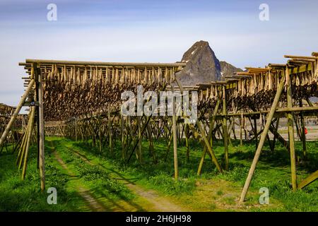 Drying cod fish hangs in the village of Reine, Lofoten Islands, Nordland, Norway, Scandinavia, Europe Stock Photo