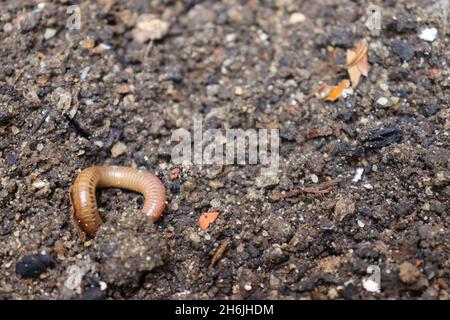 Close up of earthworm on wet soil. Stock Photo
