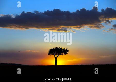 African tree at sunset, Masai Mara National Reserve, Kenya, East Africa, Africa Stock Photo