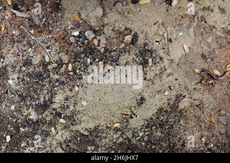 Top view of soil, containing sand, earth, small leaves, small stones and a dead worm, textured background. Stock Photo