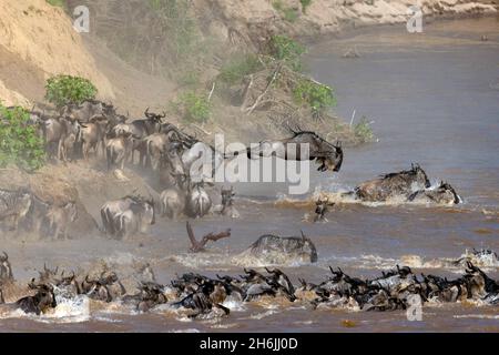 Migratory blue wildebeest (Connochaetes taurinus) crossing the Mara River, Masai Mara National Reserve, Kenya, East Africa, Africa Stock Photo