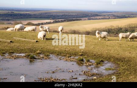 sheep near a dew pond on the south downs near ditchling beacon east sussex Stock Photo