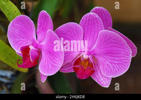 Close up of two beautiful purple moth orchid flowers (Phalaenopsis). Stock Photo