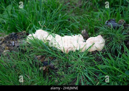 Slime mold; Dog Vomit (Fuligo septica) on stump of tree Stock Photo
