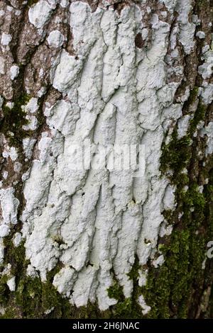 Lichen Haematomma ochroleucum on bark of oak tree Stock Photo